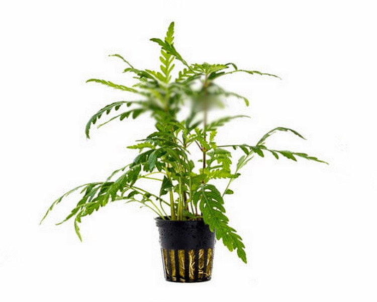 Amoracia Aquatica ~ 5cm pot